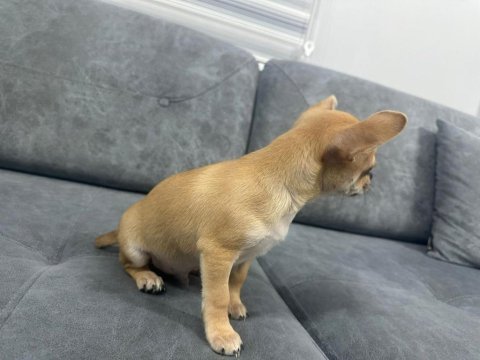 Şivava chihuahua