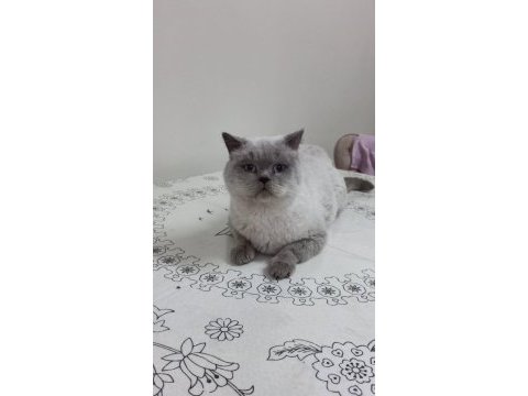 Çok güzel blue point british malzemesi beraber