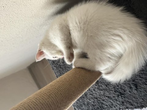 Iran persian erkek cins yavru kedi 2.5 aylık