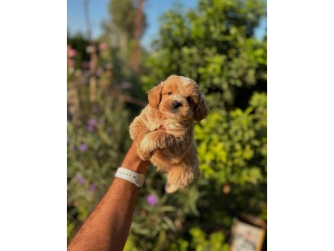 Maltipoo cins yavru köpeklerimiz
