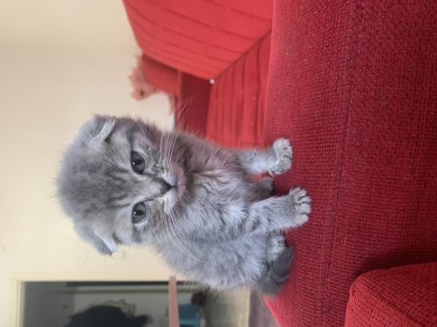 Scottish fold erkek 55 günlük yavru