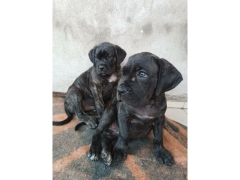 Efsane cane corso yavrular