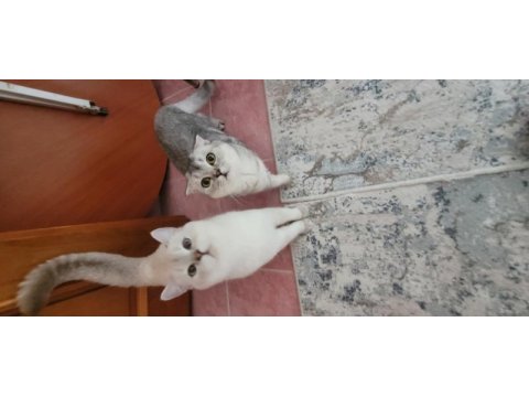 Scottish fold kedisi