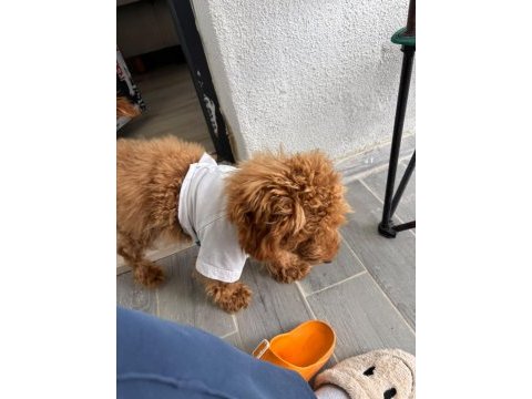 Minik poodle dostum