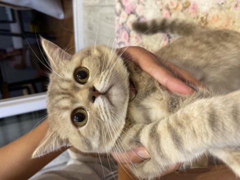 British shorthair erkek 2022 17 temmuz doğumlu