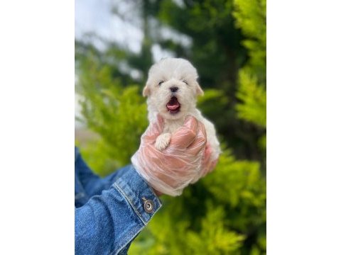 Maltipoo yavrularımızı canlı görerek alabilirsiniz