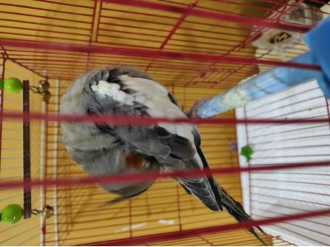 4 5 aylık sultan papağanı