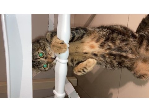 Güzel kızımız mia tekir