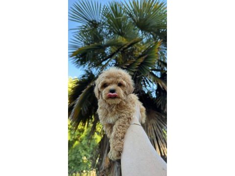 Kore maltipoo yavrumuz yeni yuvasına hazır