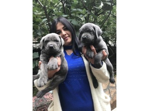 Blue safkan cane corso yavrularım
