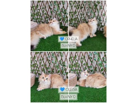 Safkan çok cana yakın british longhair bebekler