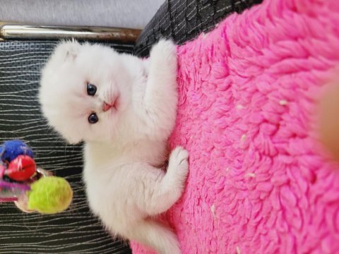 Show kalite scottish fold şecereli