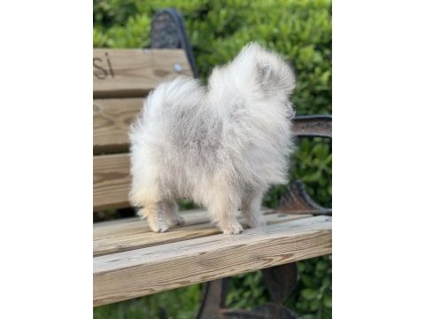 Teacup pomeranian boo