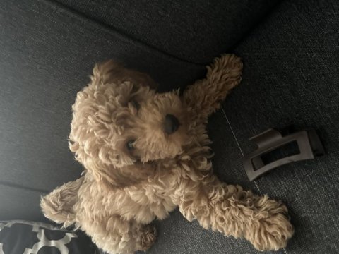 Toy poodle 3 aylık