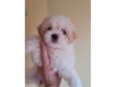 Maltipoo dişi ve erkek yavrular