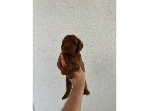 Güzellik abidesi erkek dişi poodle bebekler