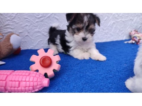 Neşe kaynağı morkie yavrularımız