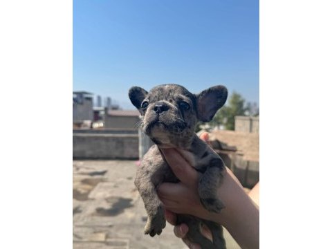 Dişi merle french bulldog