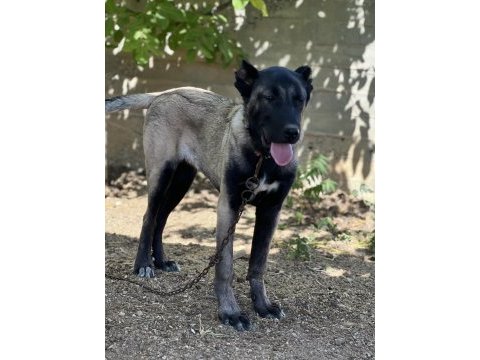 4 aylık köpeğimi sahiplendirme
