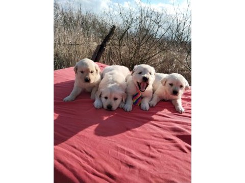 Golden retriever yavrularımız yeni ailelerini arıyor