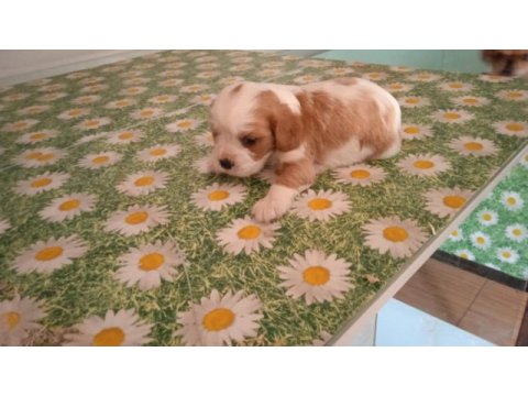 Irk sağlık garantili cavalier king charles bebek köpekleri