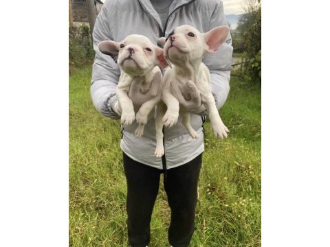 Muhteşem kalitede french bulldog yavrularımız