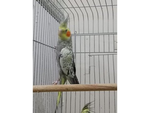 2 aylık sultan papağanı yavrular