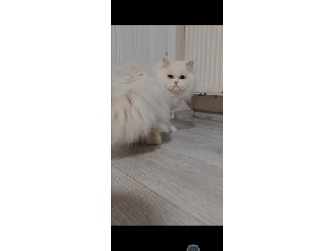 British longhair kedisi