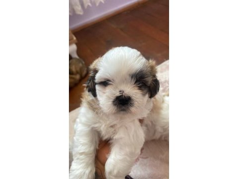 Muhteşem güzellikteki shih tzu yavrular 