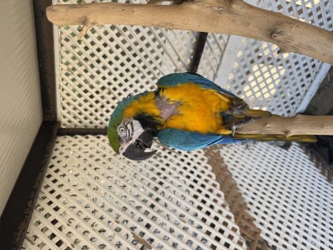 Sahiplendirilecek macaw papağanı