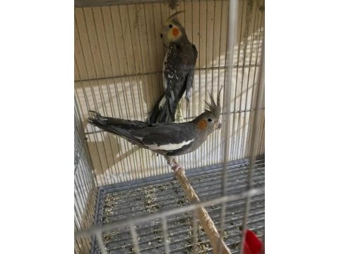 Yavru almak isteyenlere yavru büyütmüş grey takım sultan