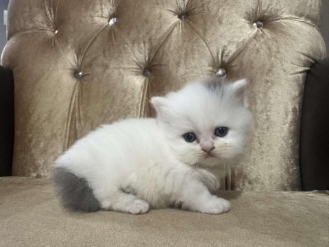 British shorthair kedimiz