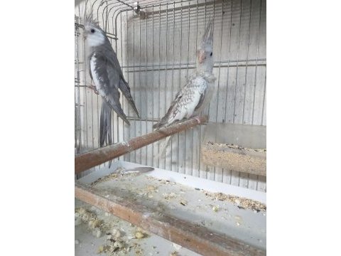 Hazır eşli sultan papağanı