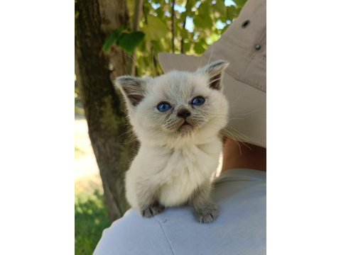 Orjinal yavru british shorthair blue point erkek