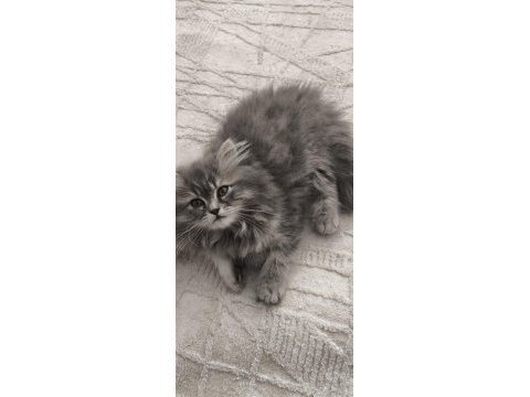 Yün yumağı çok tatlı chinchilla yavrularım