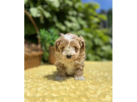 Harika güzellikte maltipoo yavrular