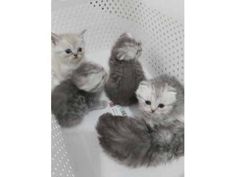 Harika scottish fold yavrular