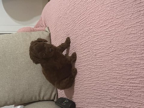 Korean 3,5 aylık erkek yavru poodle