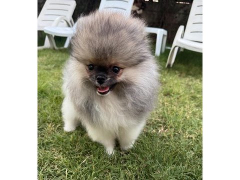 Pomeranian boo erkek tea cup