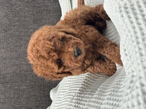 0 no toy poodle yavrumuz