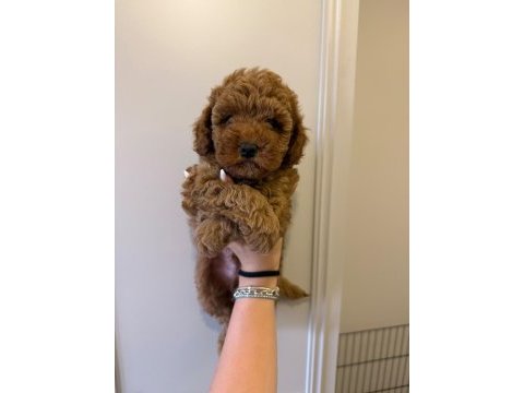 60 günlük mini poodle