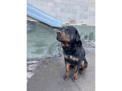 1 dişi ve 1 erkek rottweiler