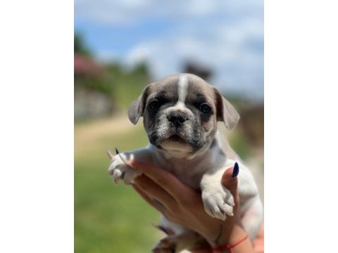 Merhaba ben coco bulldog
