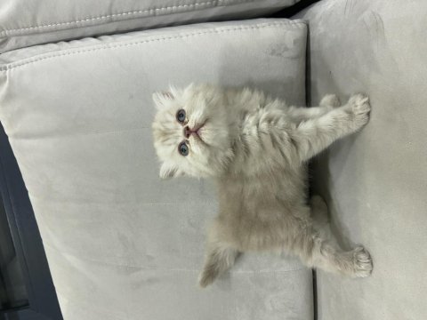 British longhair 43 günlük yavru kedimiz