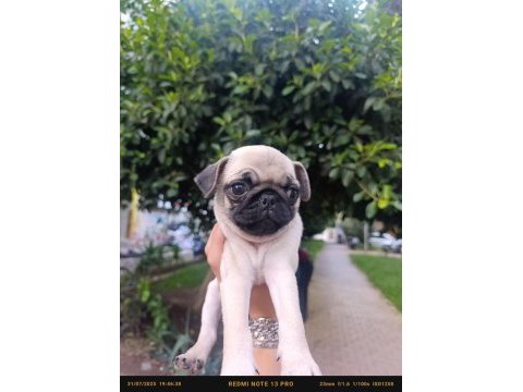 Erkek çiş pedi eğitimli pug bebeğimiz