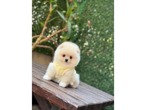 Show kalite pomeranian boo yavrular