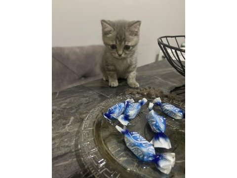 British shorthair yavru kedim