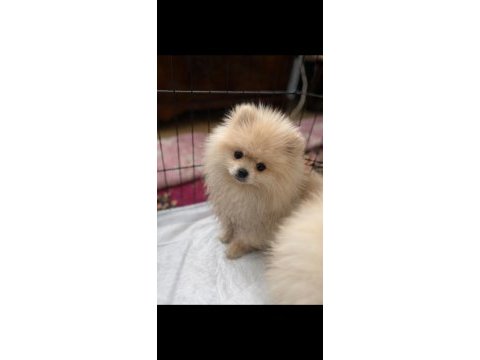 3 aylık pomeranian yavrularım
