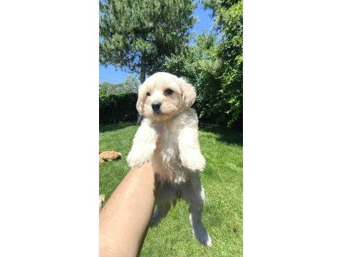 Maltipoo yavrular