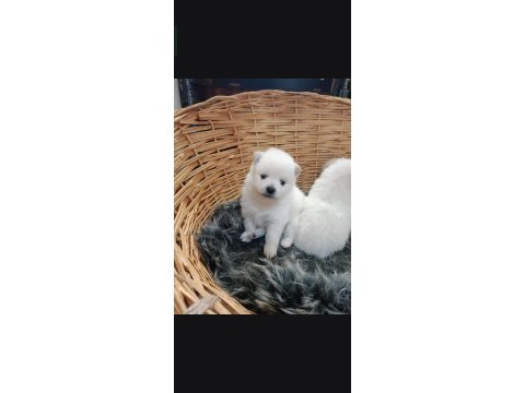 Pomeranian 1 aylık